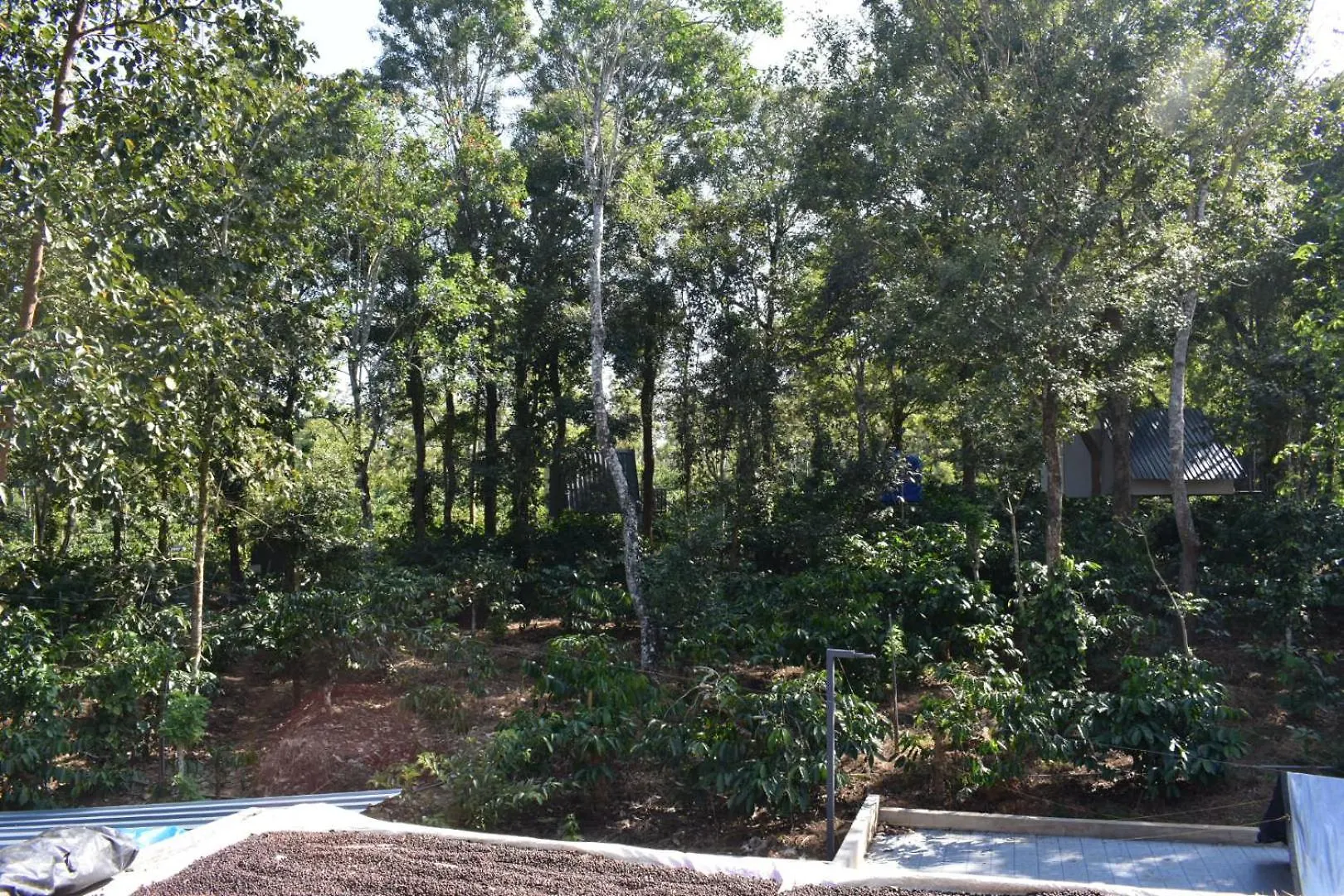 Forest Brew Resort Wayanad Chegāt