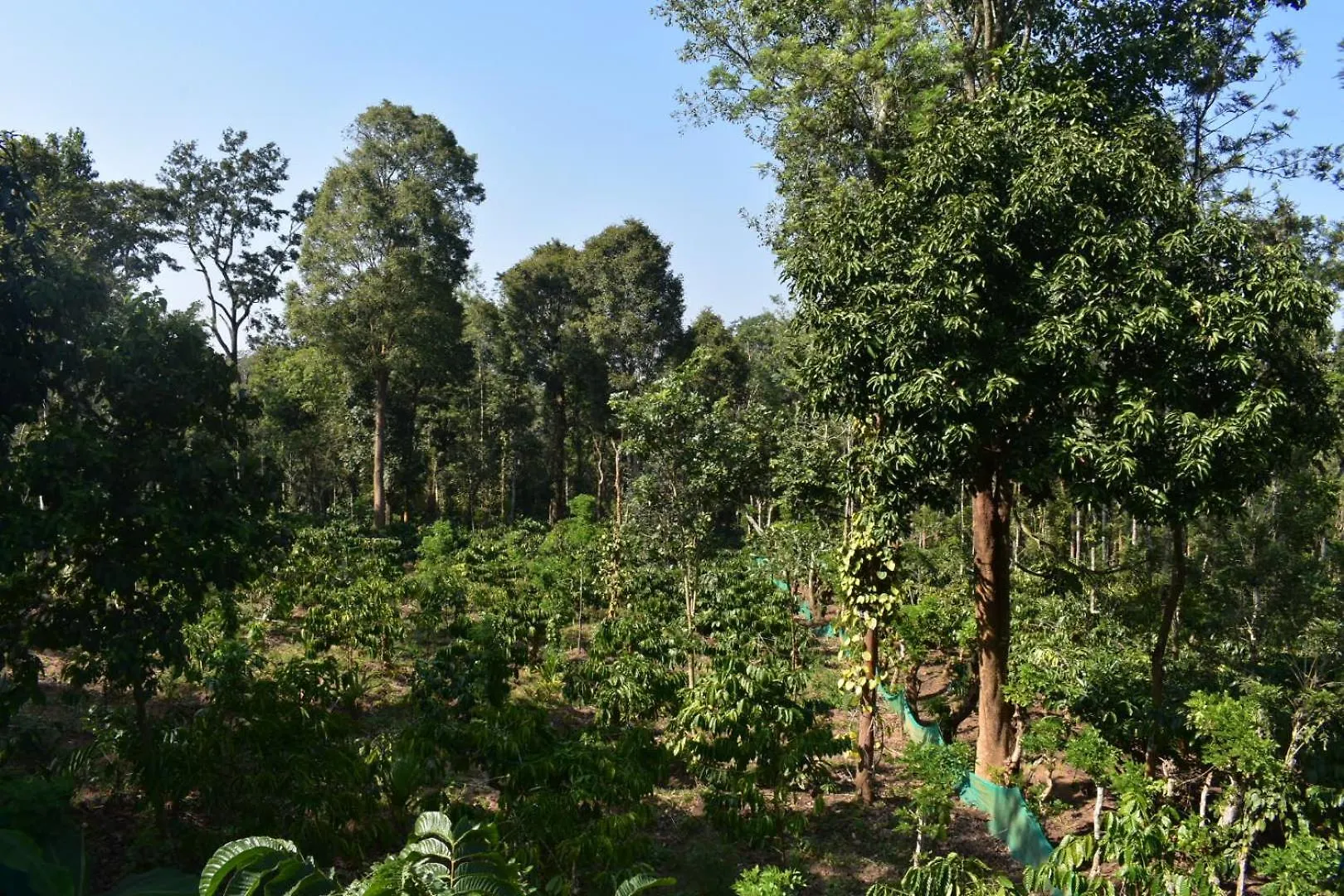 Villa Forest Brew Resort Wayanad Chegāt