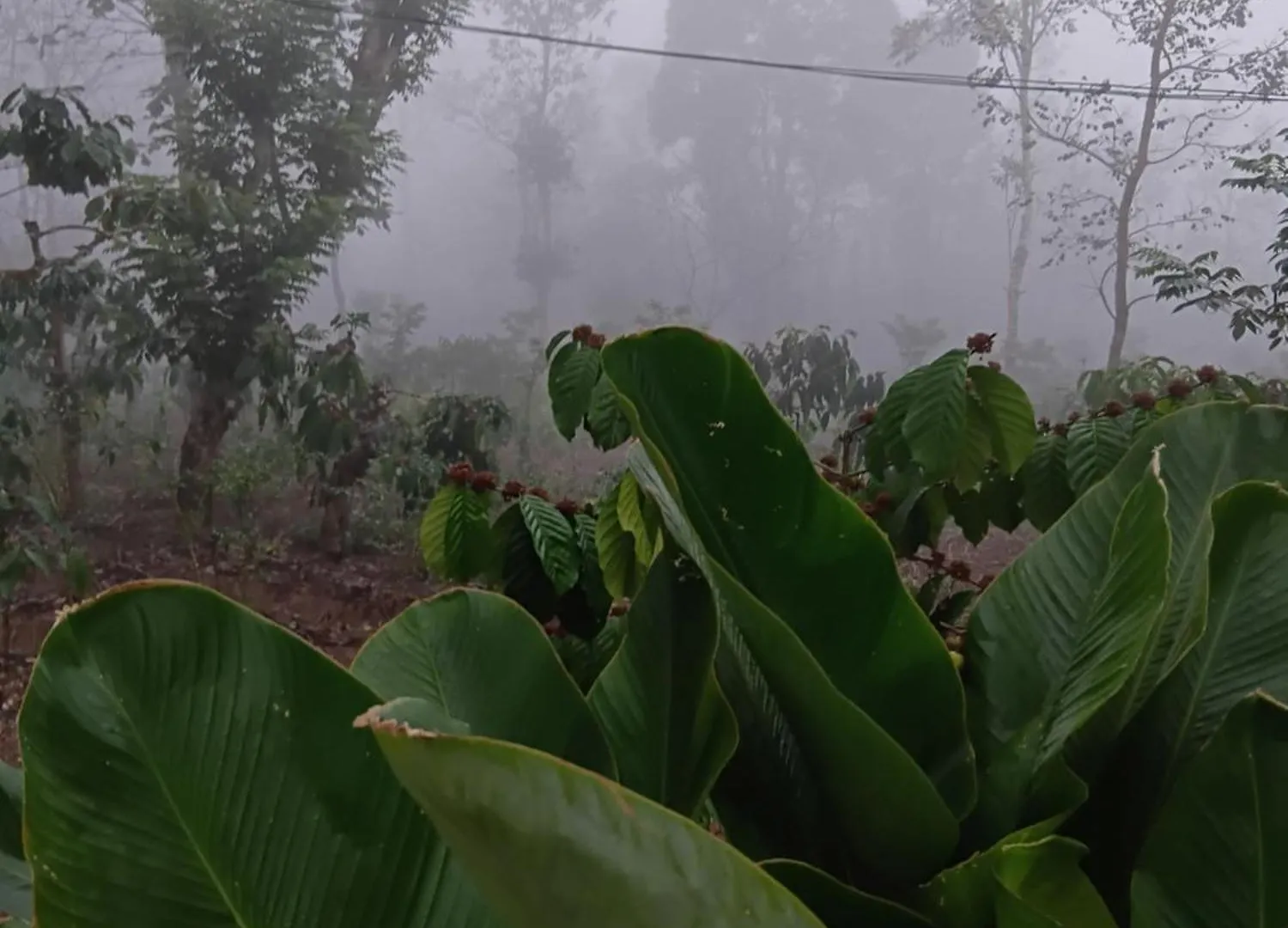 Forest Brew Resort Wayanad Chegāt Inde