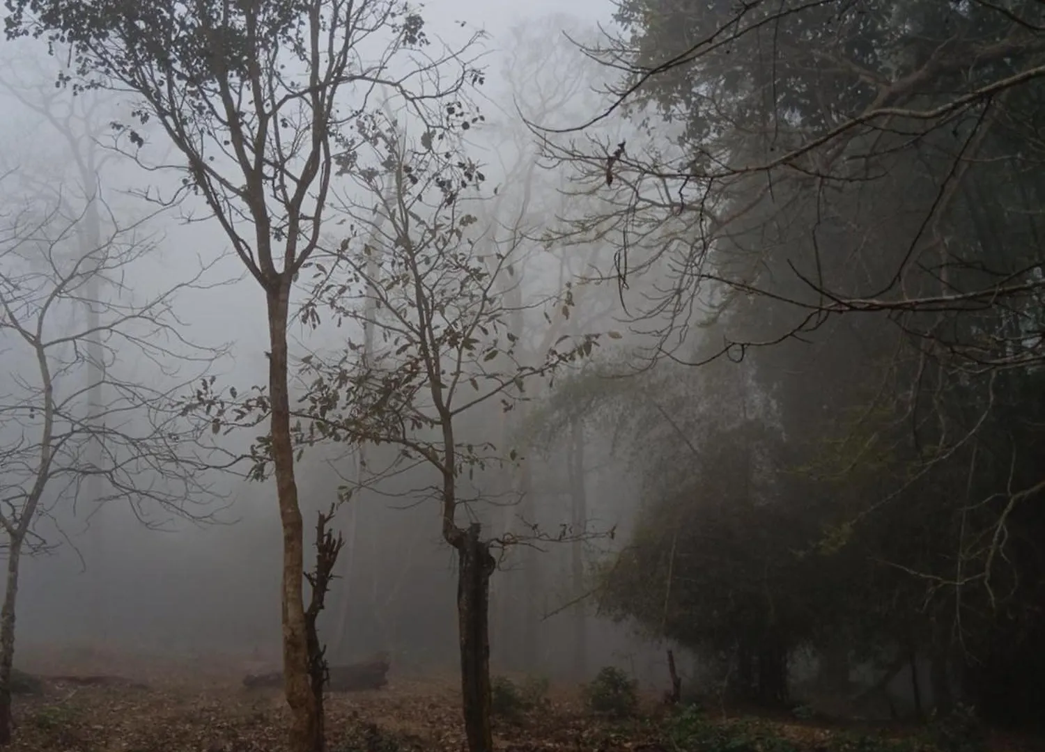 Forest Brew Resort Wayanad Chegāt 0*,  Inde