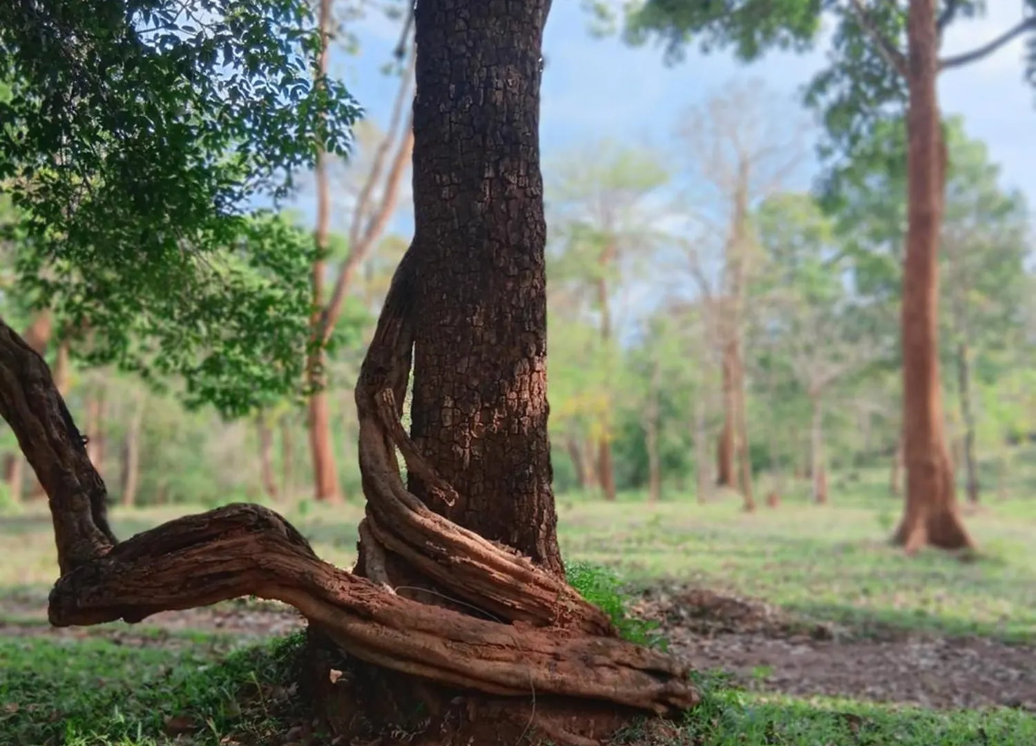 Forest Brew Resort Wayanad Chegāt Villa